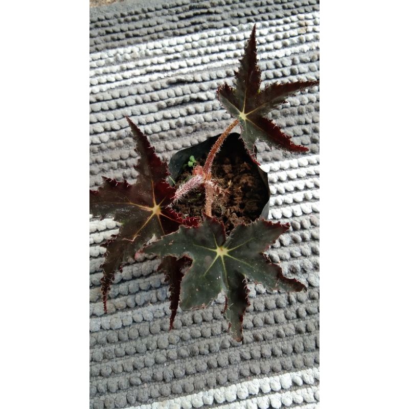 Begonia black velvet/red velvet