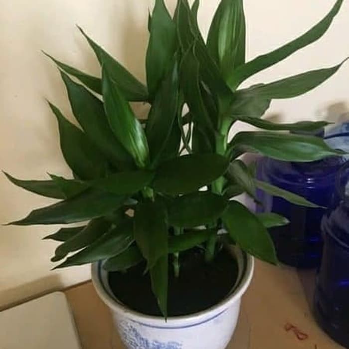 Afandi Flora tanaman bunga hias indoor srizeki - srirezeki