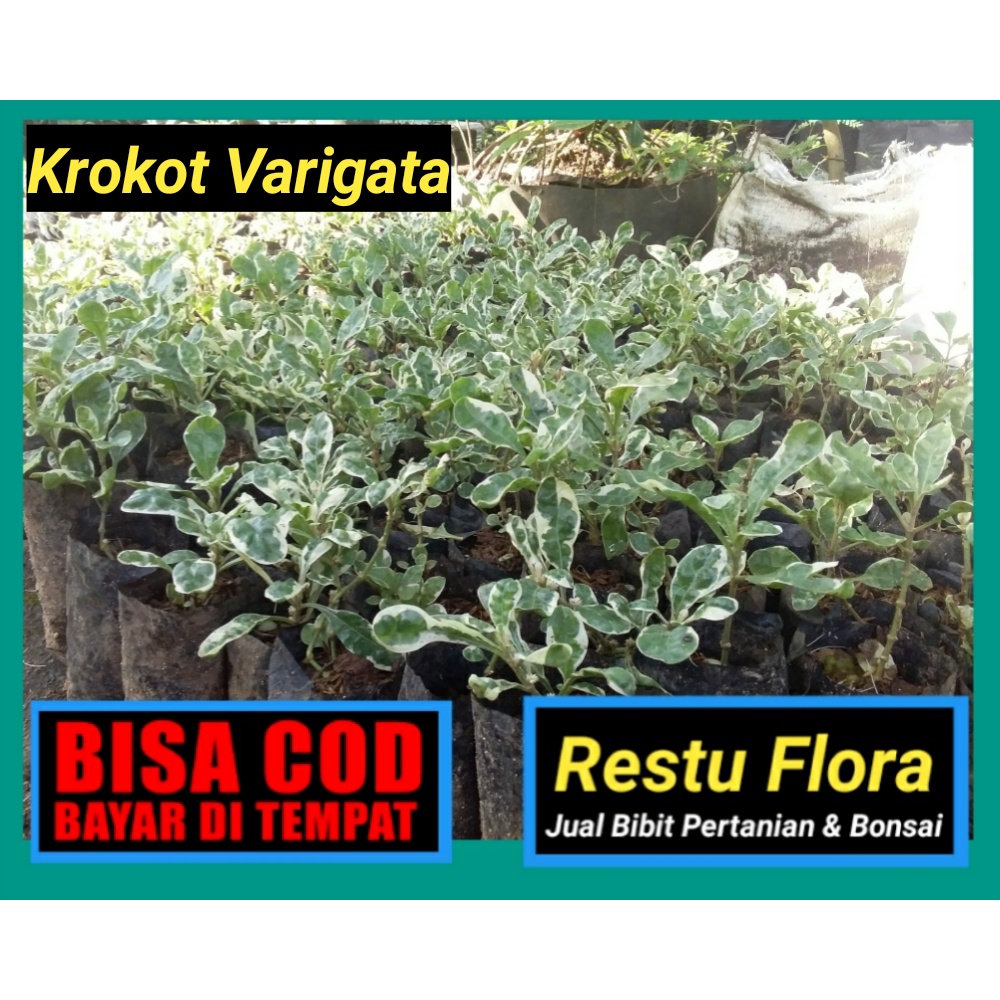 tanaman hias kerokot putih - bunga krokot varigata