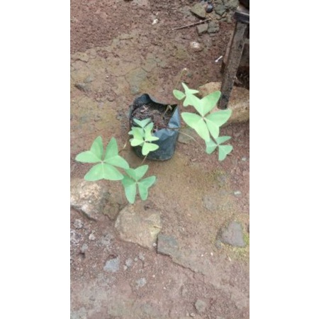 tanaman hias bunga butterfly hijau / oxalis hijau