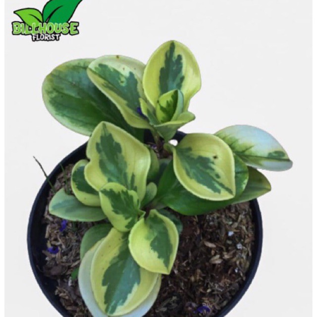 tanaman hias paperomia obtusifolia teplan varigata bagus