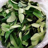 

Daun Jeruk