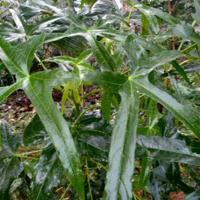 

Penawar panas daun singkong/sampeu dedi