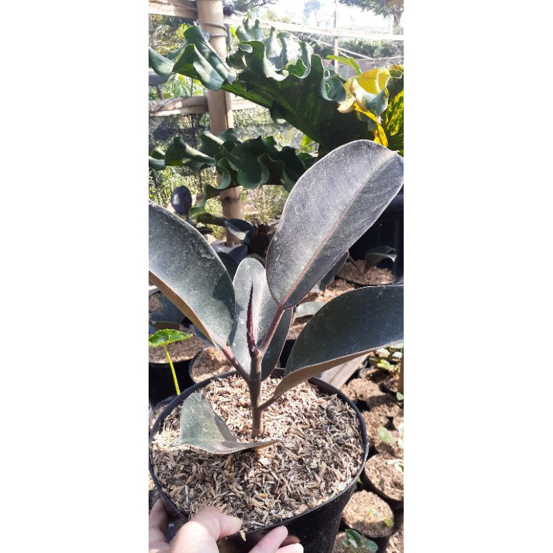 KARET KEBOH MIERAH / ficus variegara lemon