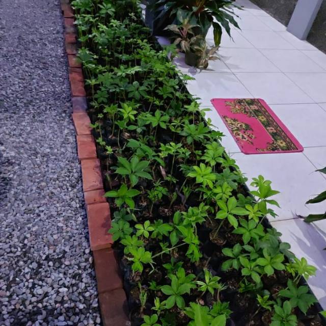 Bibit Porang siap Tanam