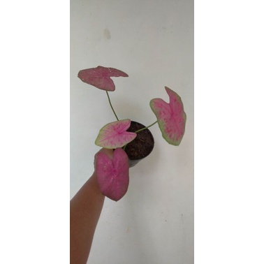 caladium sexy pink keladi sexy pink