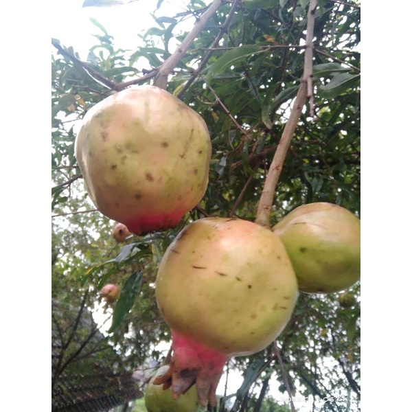 

buah pome (delima)