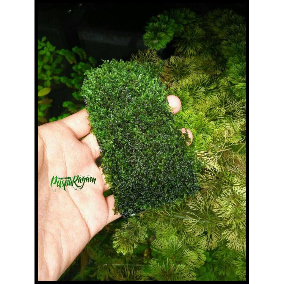 Opends Tanaman Aquascape - Mini Christmas Moss Lempeng Pakis