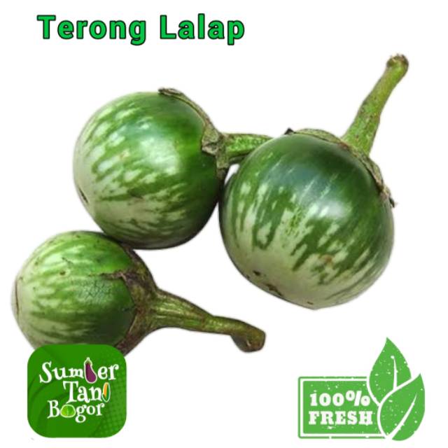 

TERONG LALAP - Per 500 Gram