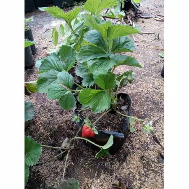 bibit strawberry california sudah berbunga & berbuah