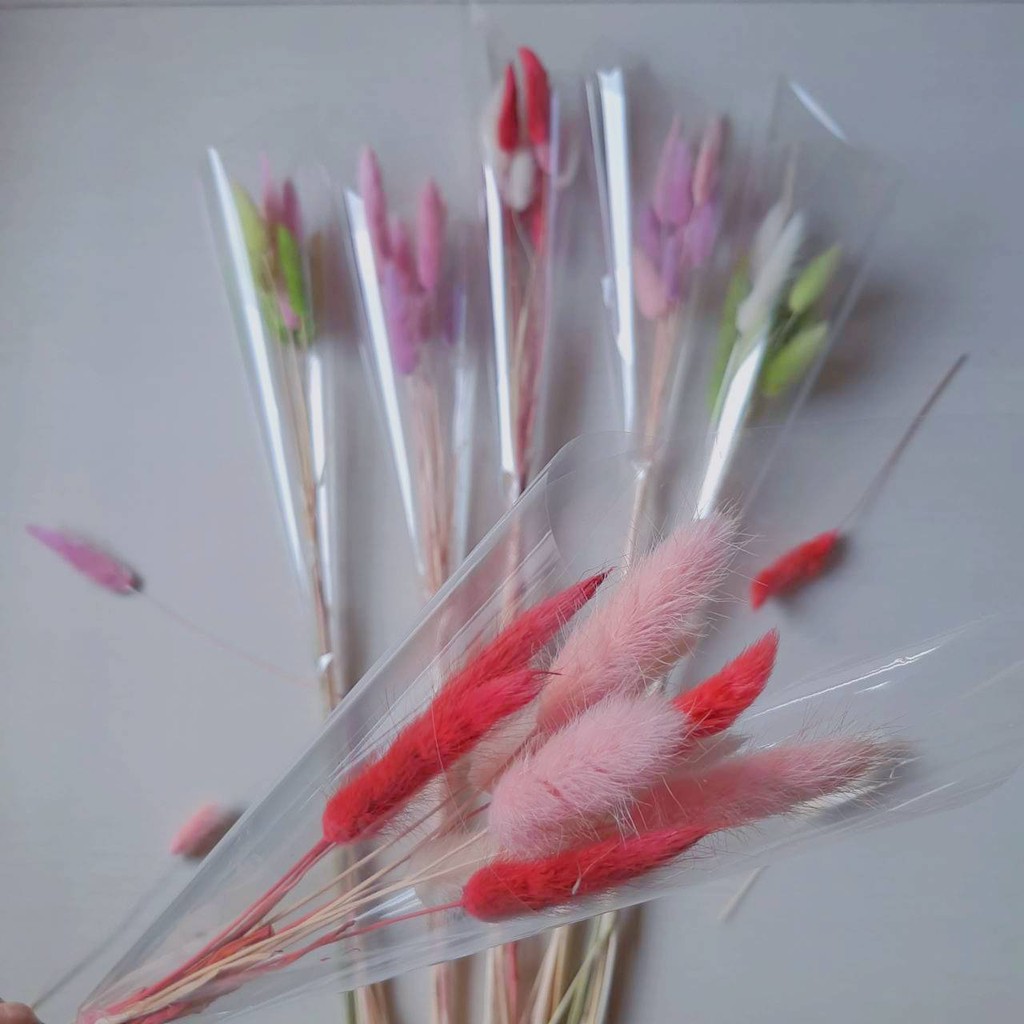 Bunga Kering Preserved Dried Lagurus Bunny Tail Flowers