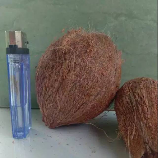 Bahan bonsai kelapa minion