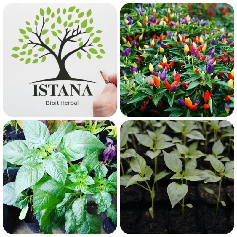 Bibit tanaman cabe pelangi bibit pohon cabe pelangi bibit cabe pelangi