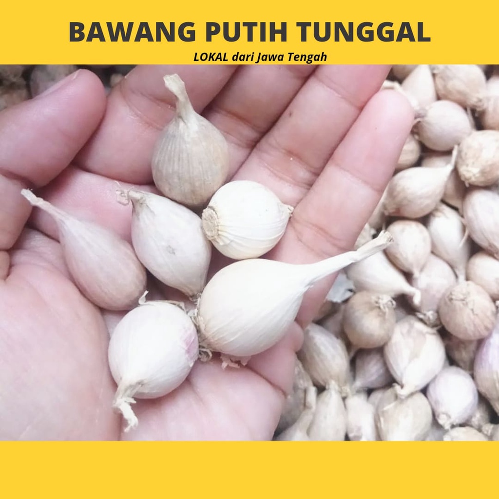 

Bawang Putih Tunggal lanang lokal murah surabaya