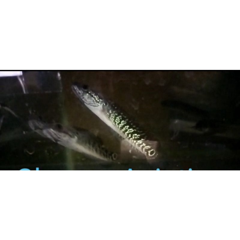 Chana Asiatica WS & Kalimaya