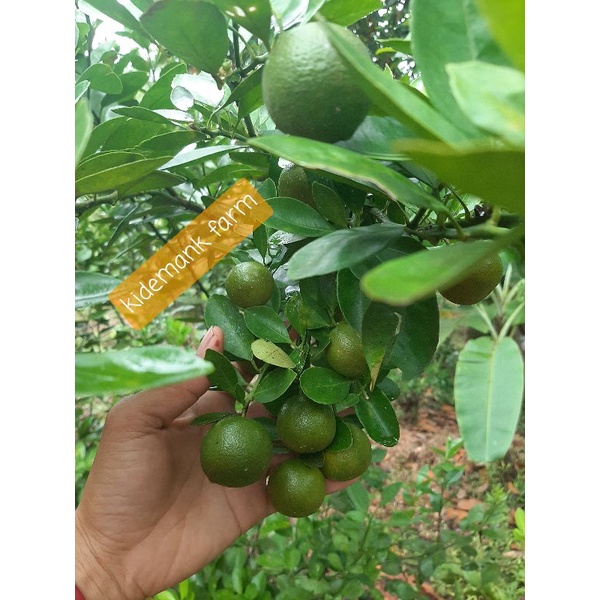 

jeruk sonkit ,kasturi/lemoncui 1kg