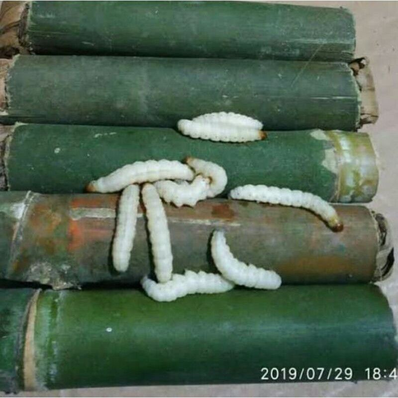 Ulat Bambu Isi10 Ulet Seger" Ulat Bumbung Cangcilung Umpan Mancing Pakan Ikan Pakan Burung