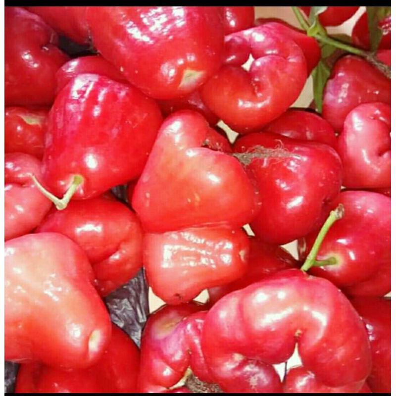 

Jambu air merah fresh