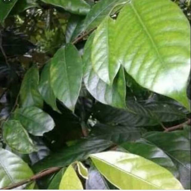 

Daun pala segar bukan kering