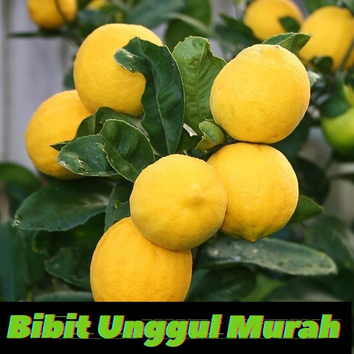 bibit lemon california murah