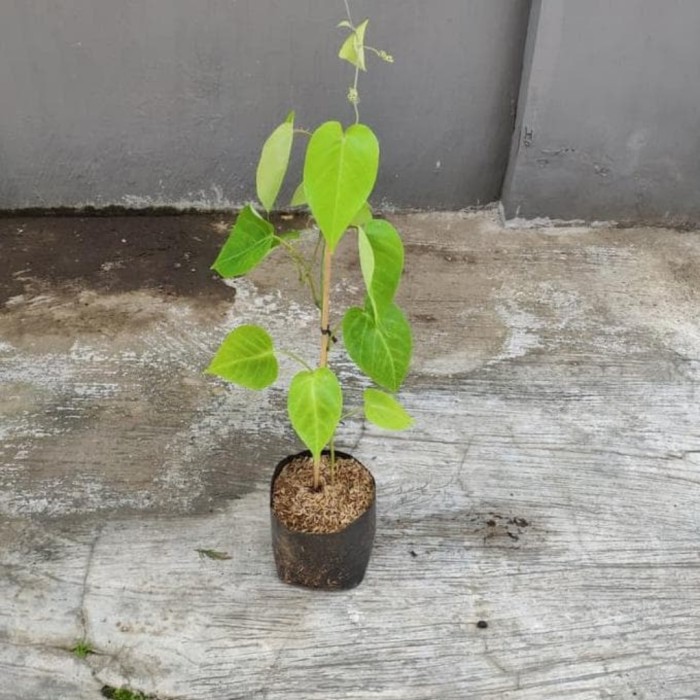 bibit buah markisa kuning manis super