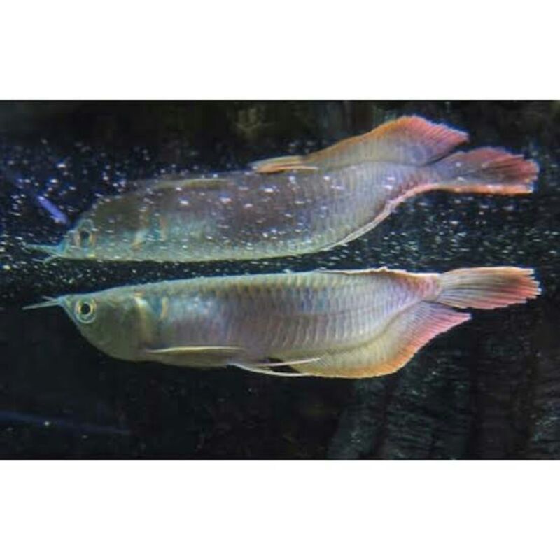 Ikan Arwana/Arwana Silver Red Brazil ukuran 20 cm up (promo murah)