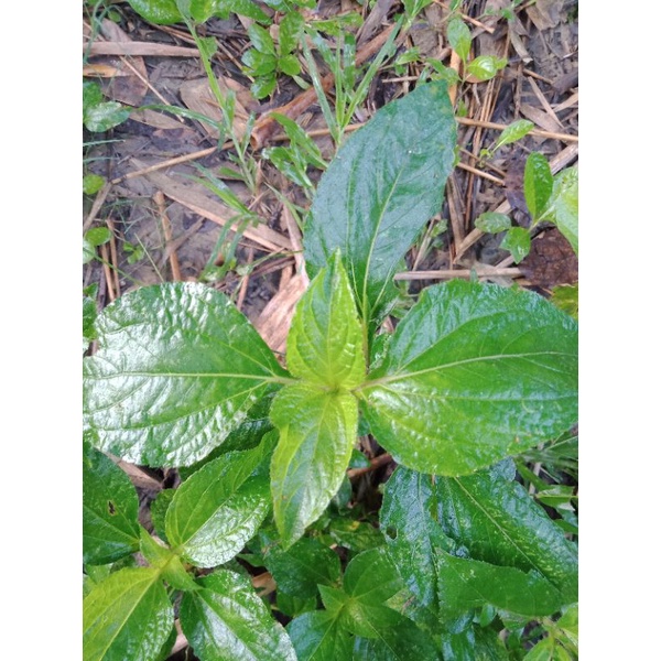 

Daun Legetan Daun Herbal Rumput Legetan Tanaman Herbal Jamu Tradisional Legetan 1/2 kg Fresh