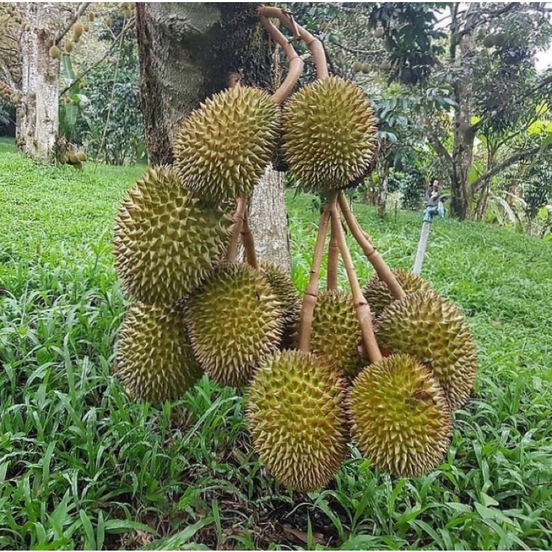 BIBIT DURIAN MUSANG KING SUPER TERLARIS