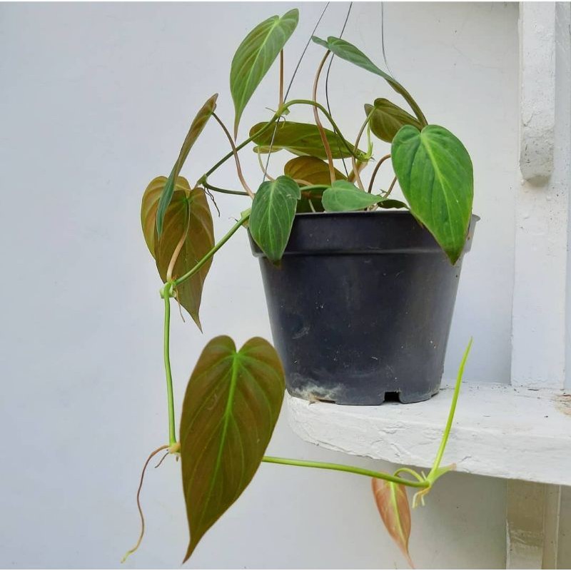 NEW PRODUK tanaman hias scindapsus mican