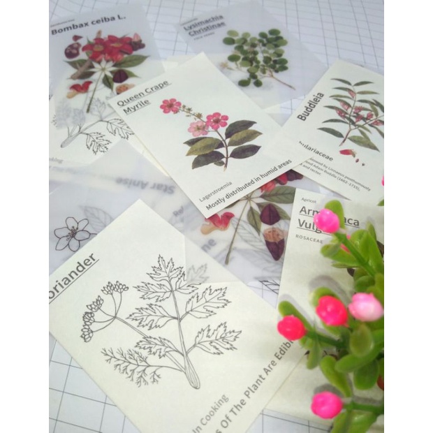 

share paper vintage material illustrated book jurnal scraftbook