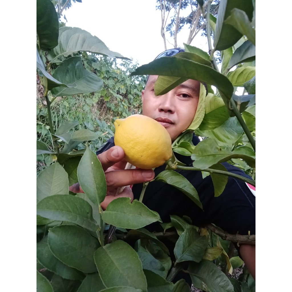 Bibit Buah Jeruk Import Lemon Eureka