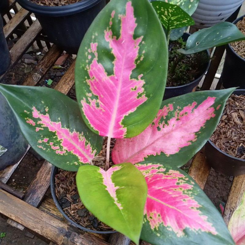 aglonema kochin pink