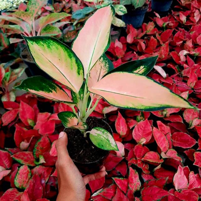 AGLAONEMA / AGLONEMA KOCHIN SUTRA BESAR