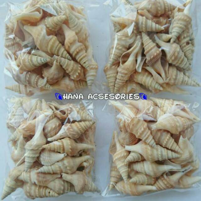 Cangkang Keong Terompet