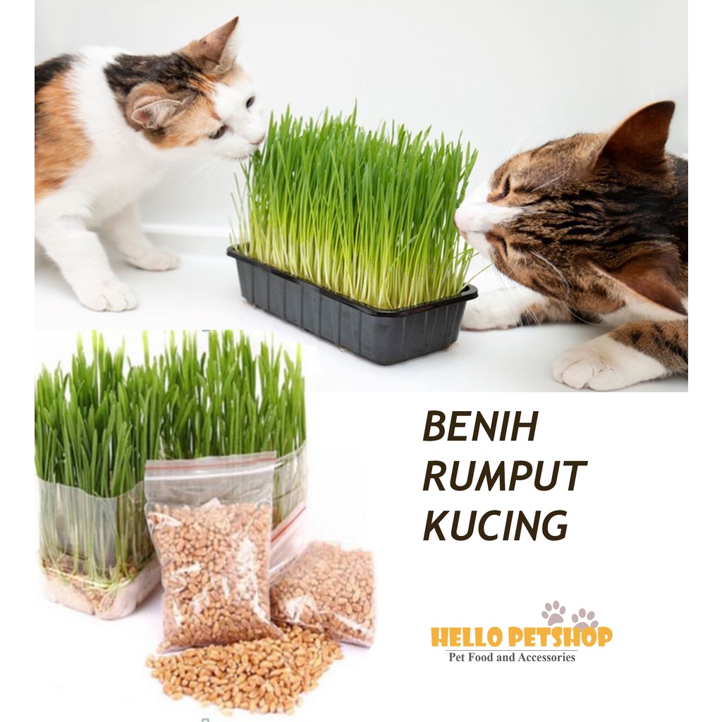 BENIH RUMPUT KUCING WHEATGRASS