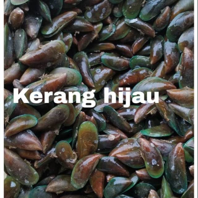 

Kerang hijau
