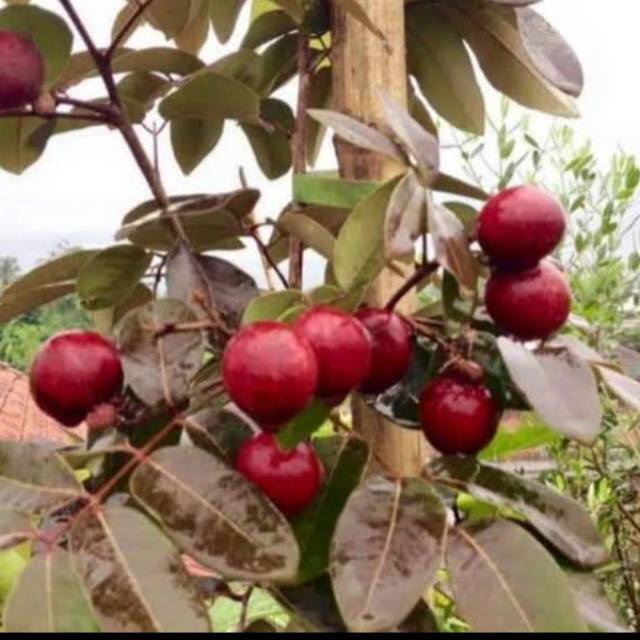 

Bibit kelengkeng merah