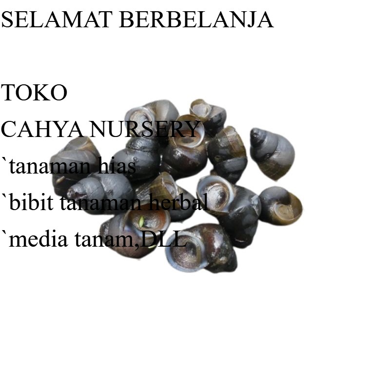 

Ready Tutut hidup 1kg mentah belum dipotong dikirim hidup