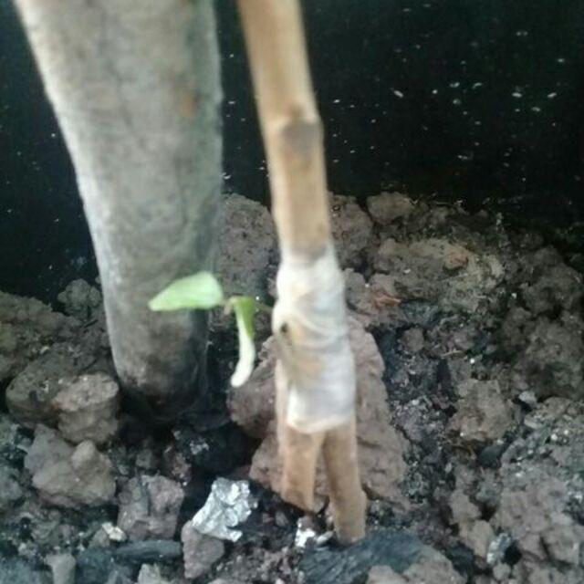 Tanaman Kelengkeng Diamon Unggul/kelengkeng Diamon Super