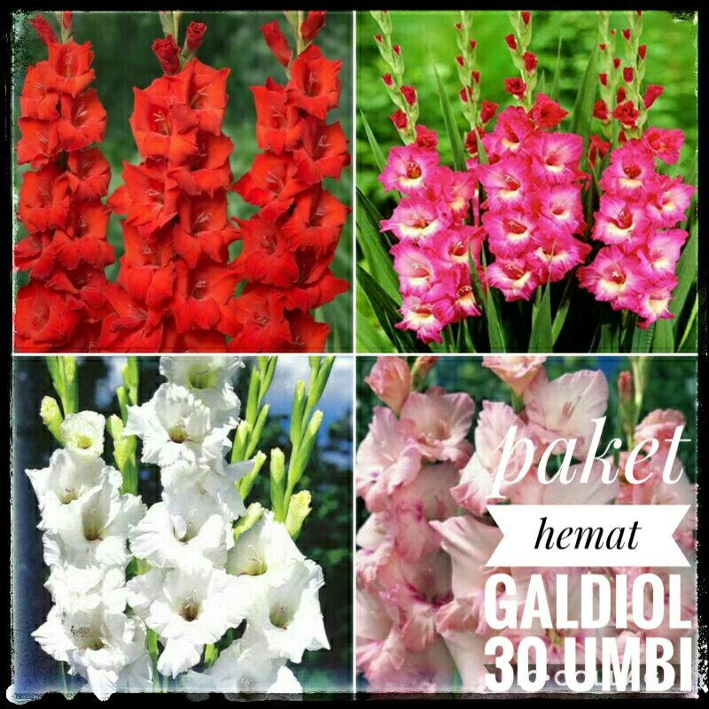(30 umbi) Paket Murah Umbi Gladiol Mix