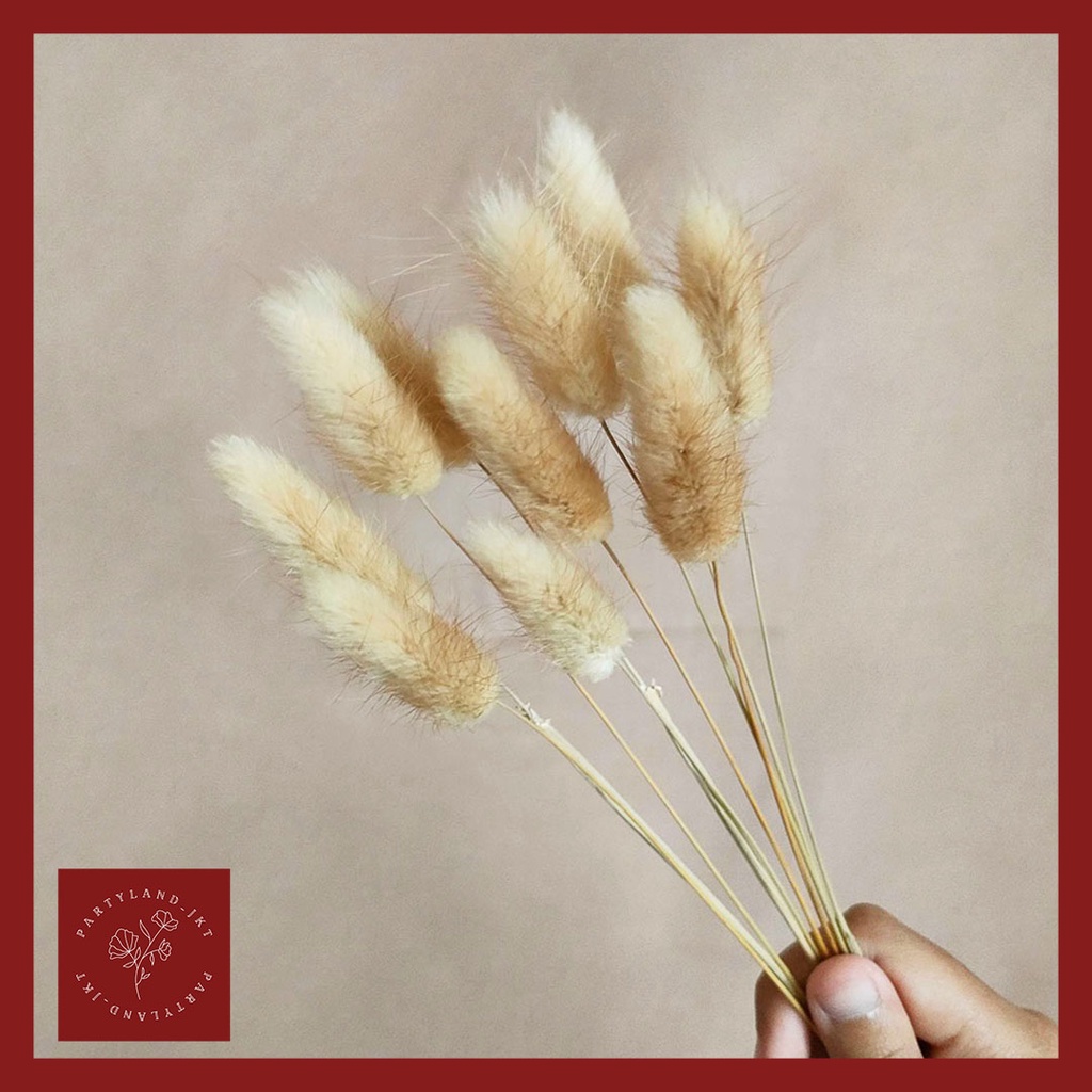 Dried Flower Lagurus/Rabbit Tail Bunga Kering Import Asli Dekorasi Hias Pajangan Buket