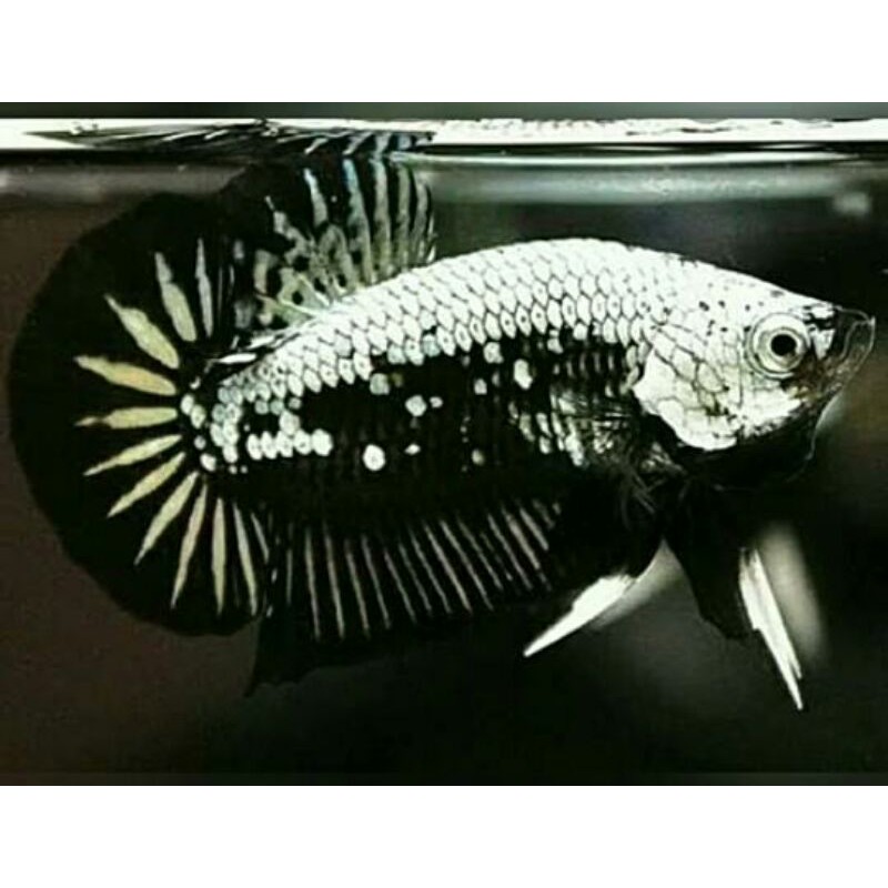 ikan cupang jenis black samurai/mamba