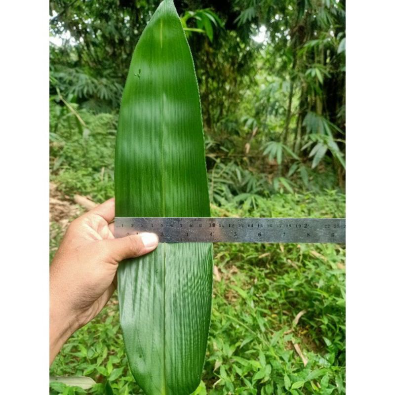 

Daun BAMBU 8cm - 10 cm