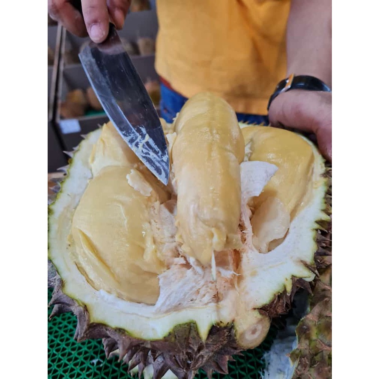 

Duren Lokal Utuh//Duren Sumatera Dijamin Manis legit