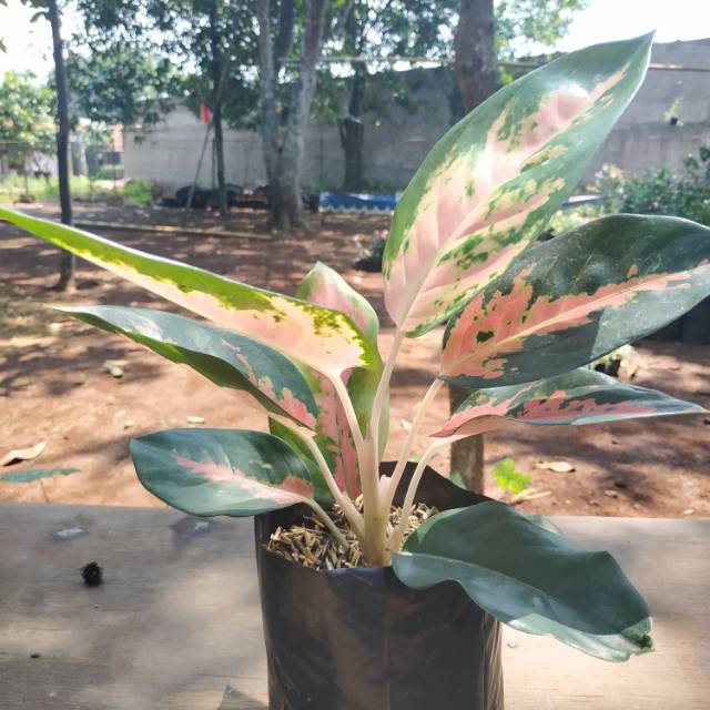 Aglaonema kocin pink