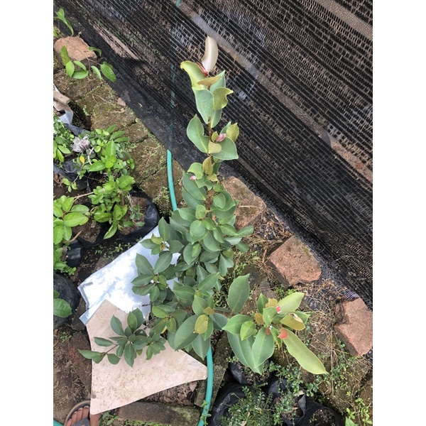 Bibit Iprik Silver Pucuk Merah