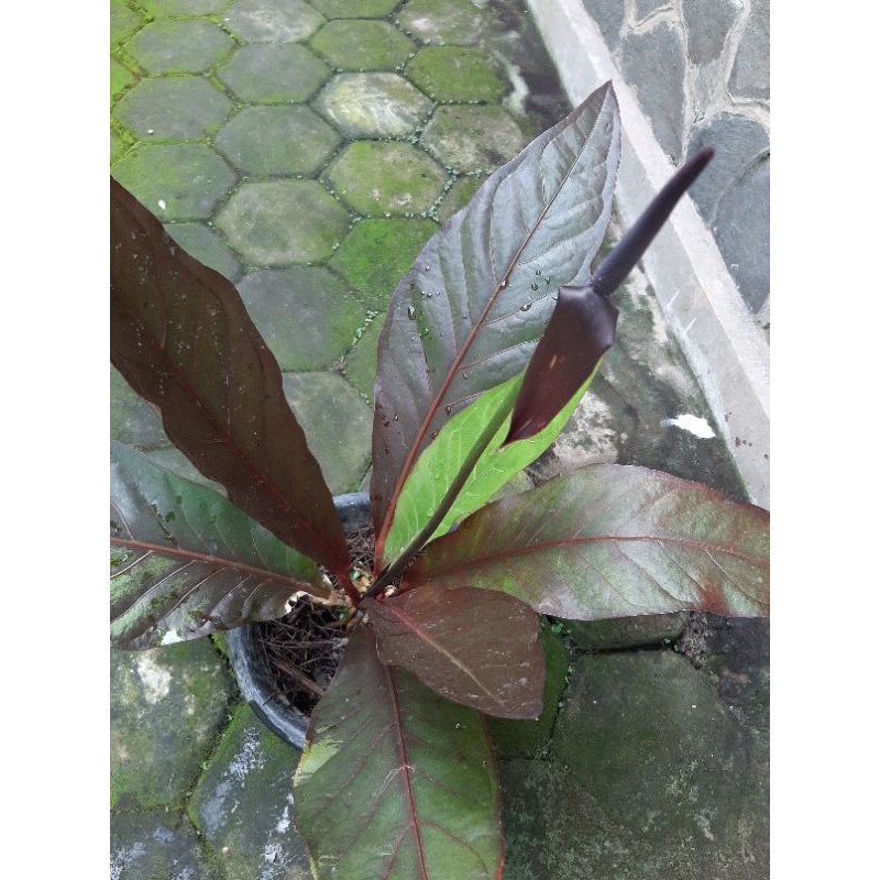 Anthurium Burgundy real pict