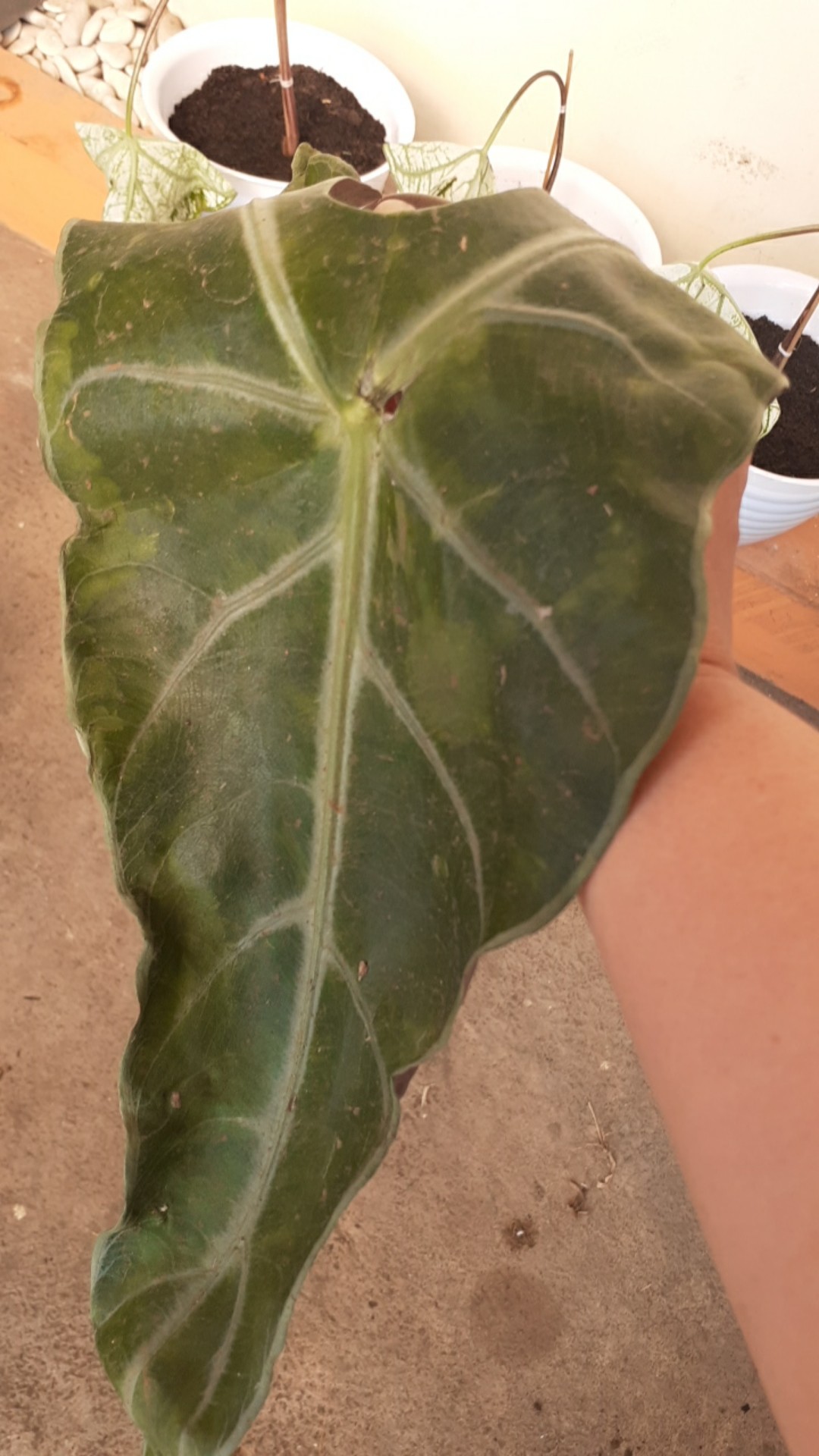 Alocasia Kupng Kelinci Murah