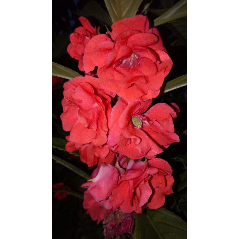 Pacar Air Tumpuk Merah