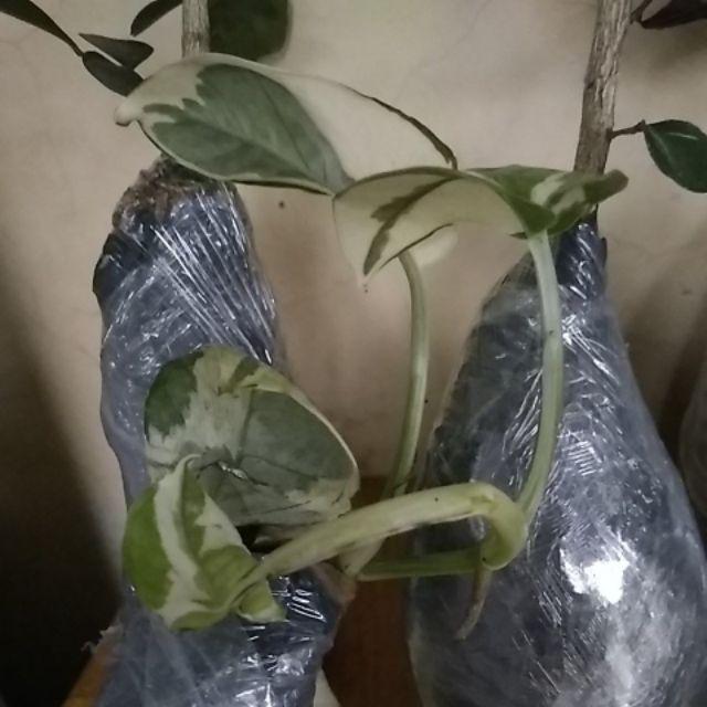 Tanaman Hias Bunga Kemuning - Pohon Kemuning